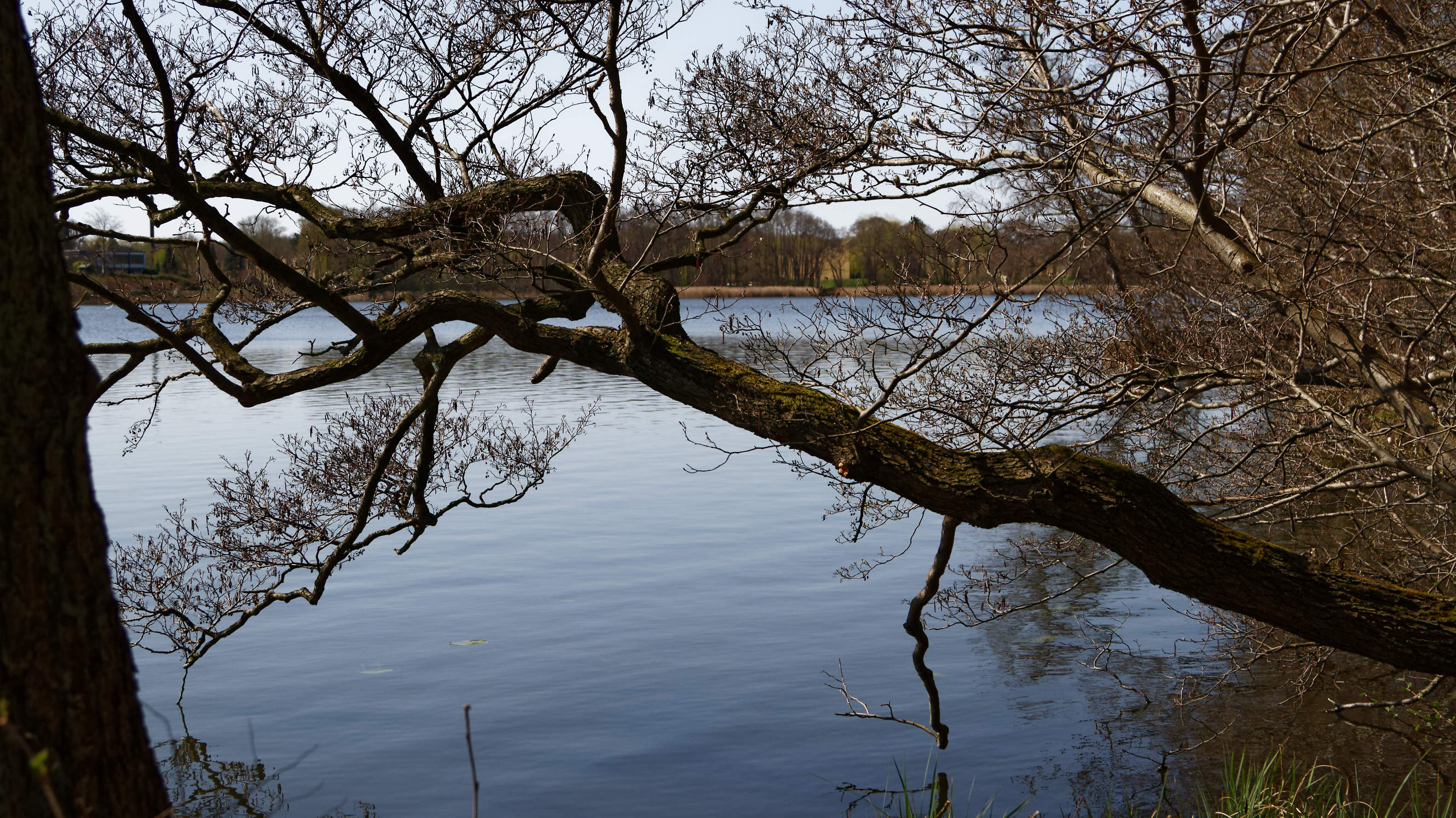 20210420 Lyngby Sø 41
